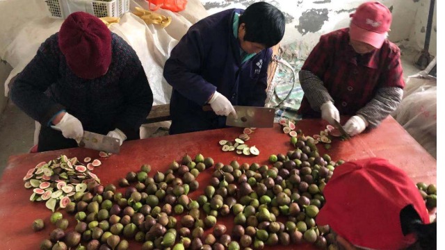 四川阆中黄金-----高温热泵烘干系统在果品无花果烘干中的应用